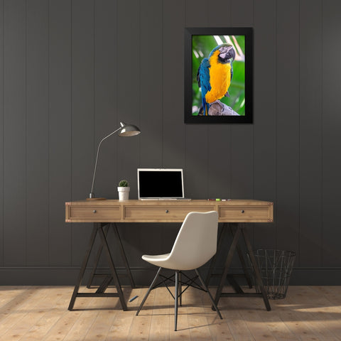 Blue-and-yellow Macaw Black Modern Wood Framed Art Print by Engelbrecht, Lisa S.