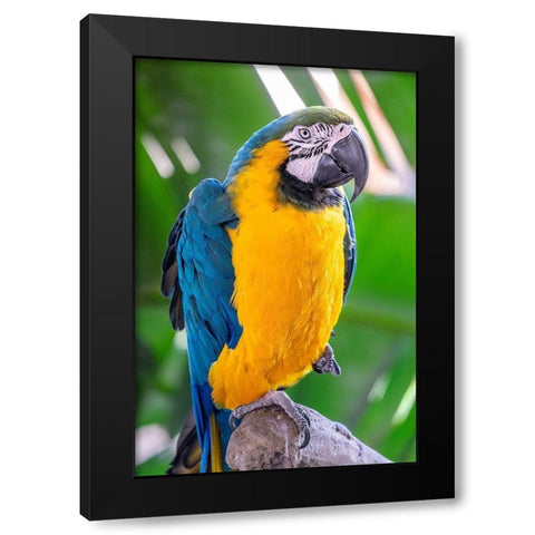 Blue-and-yellow Macaw Black Modern Wood Framed Art Print by Engelbrecht, Lisa S.