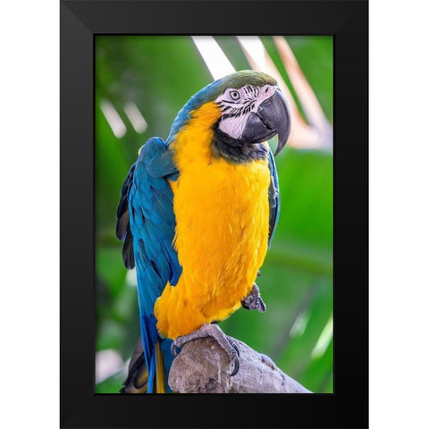 Blue-and-yellow Macaw Black Modern Wood Framed Art Print by Engelbrecht, Lisa S.