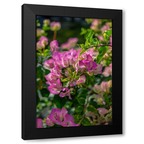 Bougainvillea Black Modern Wood Framed Art Print with Double Matting by Engelbrecht, Lisa S.
