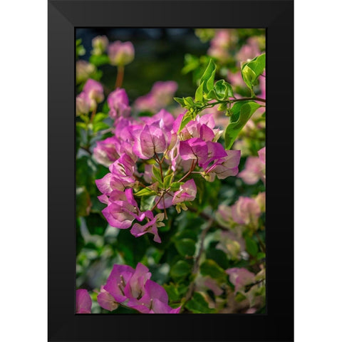 Bougainvillea Black Modern Wood Framed Art Print by Engelbrecht, Lisa S.