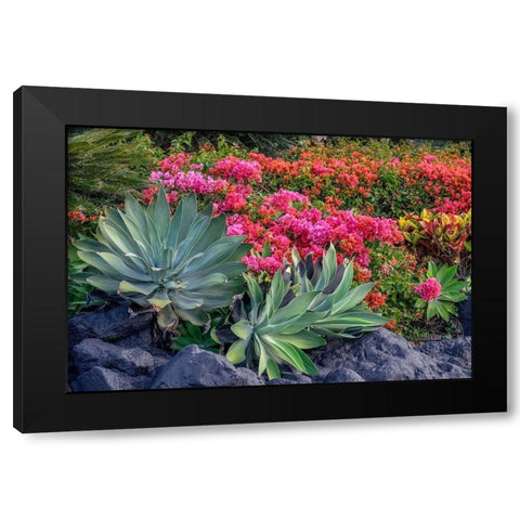 Bougainvillea in tropical garden Black Modern Wood Framed Art Print with Double Matting by Engelbrecht, Lisa S.