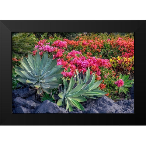 Bougainvillea in tropical garden Black Modern Wood Framed Art Print by Engelbrecht, Lisa S.