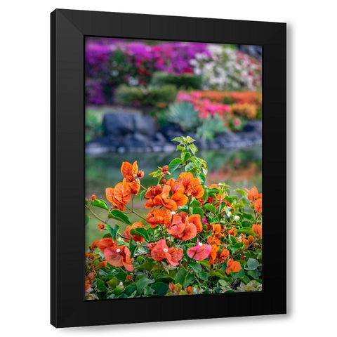 Bougainvillea in tropical garden Black Modern Wood Framed Art Print with Double Matting by Engelbrecht, Lisa S.