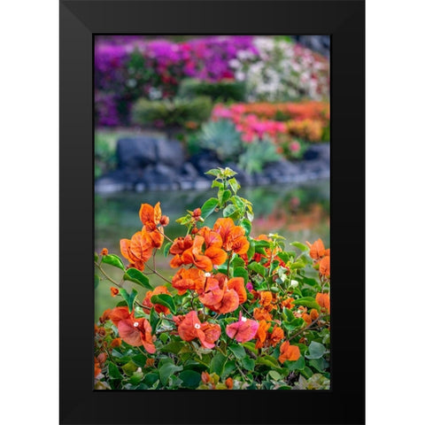 Bougainvillea in tropical garden Black Modern Wood Framed Art Print by Engelbrecht, Lisa S.