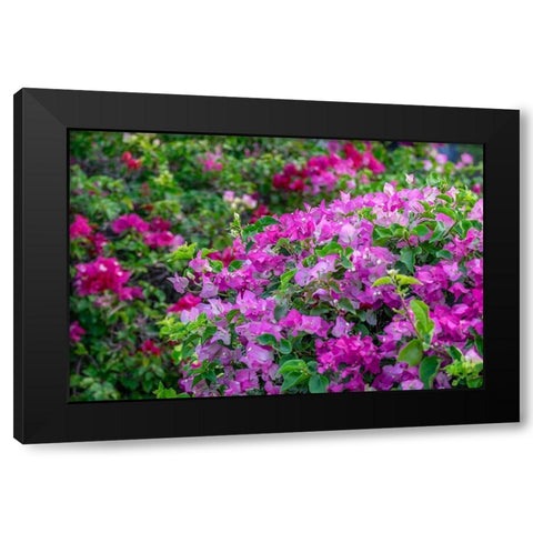 Bougainvillea in tropical garden Black Modern Wood Framed Art Print with Double Matting by Engelbrecht, Lisa S.
