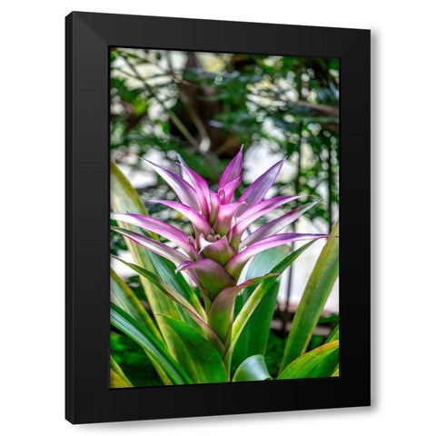 Bromeliad Black Modern Wood Framed Art Print with Double Matting by Engelbrecht, Lisa S.