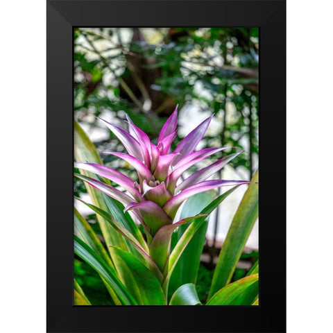 Bromeliad Black Modern Wood Framed Art Print by Engelbrecht, Lisa S.