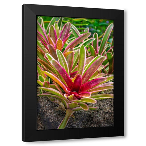 Bromeliad Black Modern Wood Framed Art Print by Engelbrecht, Lisa S.
