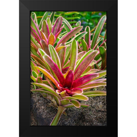 Bromeliad Black Modern Wood Framed Art Print by Engelbrecht, Lisa S.