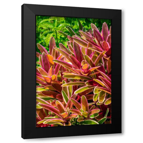 Bromeliad Black Modern Wood Framed Art Print by Engelbrecht, Lisa S.