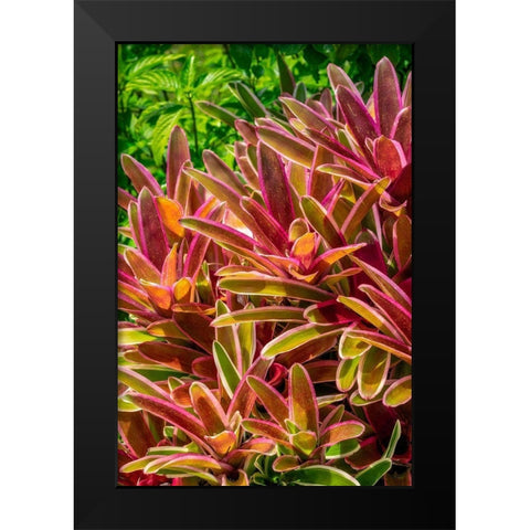 Bromeliad Black Modern Wood Framed Art Print by Engelbrecht, Lisa S.