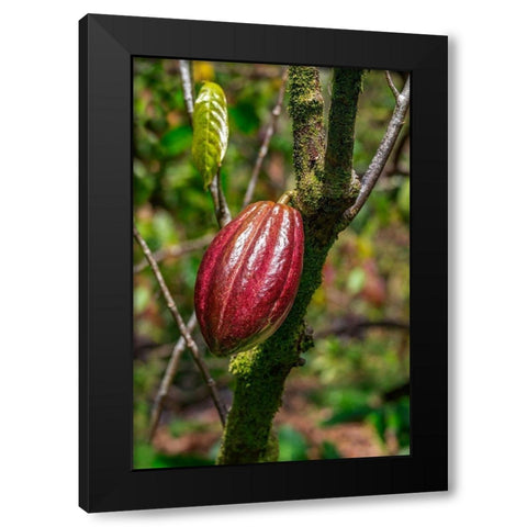 Cacao fruit Black Modern Wood Framed Art Print by Engelbrecht, Lisa S.