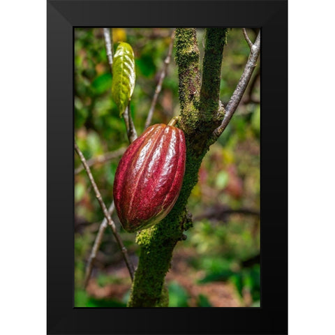 Cacao fruit Black Modern Wood Framed Art Print by Engelbrecht, Lisa S.
