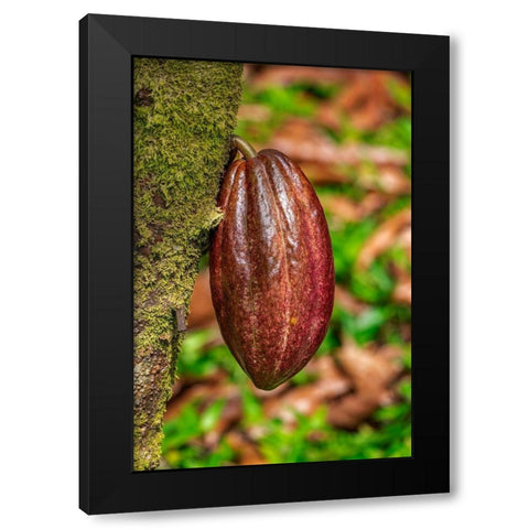 Cacao fruit Black Modern Wood Framed Art Print by Engelbrecht, Lisa S.