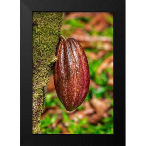 Cacao fruit Black Modern Wood Framed Art Print by Engelbrecht, Lisa S.