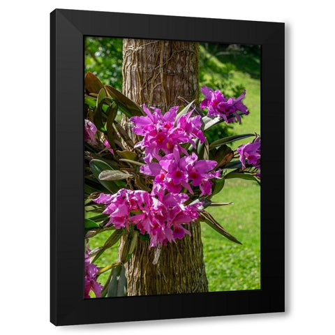 Cattleya Orchid Black Modern Wood Framed Art Print with Double Matting by Engelbrecht, Lisa S.