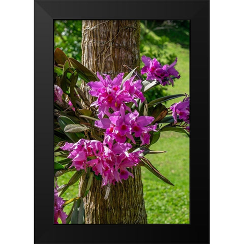 Cattleya Orchid Black Modern Wood Framed Art Print by Engelbrecht, Lisa S.
