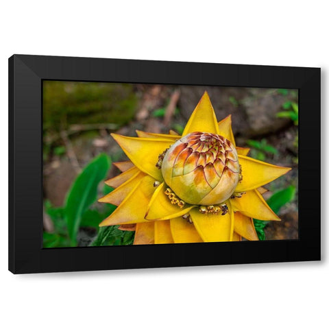 Chinese dwarf banana plant Black Modern Wood Framed Art Print by Engelbrecht, Lisa S.