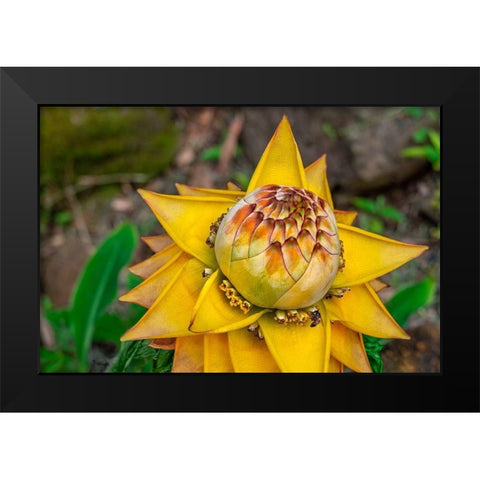 Chinese dwarf banana plant Black Modern Wood Framed Art Print by Engelbrecht, Lisa S.