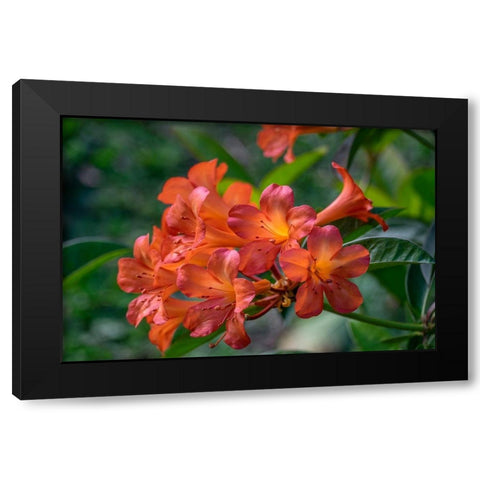 Clivia flower Black Modern Wood Framed Art Print with Double Matting by Engelbrecht, Lisa S.