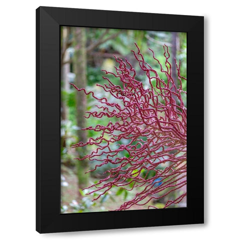 Coral-like inflorescence on palm tree Black Modern Wood Framed Art Print with Double Matting by Engelbrecht, Lisa S.