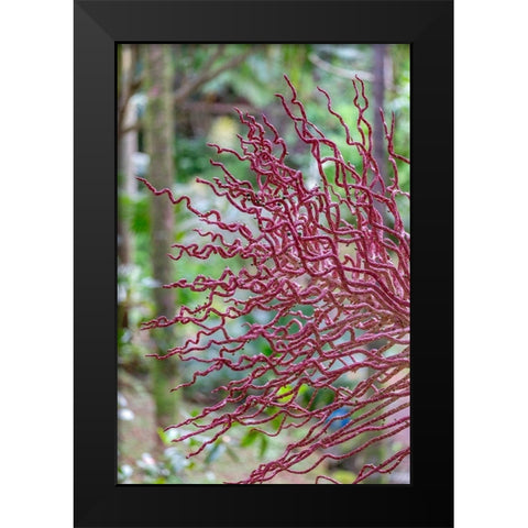Coral-like inflorescence on palm tree Black Modern Wood Framed Art Print by Engelbrecht, Lisa S.