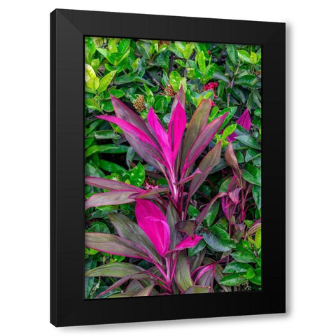 Cordyline fruticosa-Ti plant Black Modern Wood Framed Art Print with Double Matting by Engelbrecht, Lisa S.