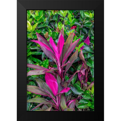 Cordyline fruticosa-Ti plant Black Modern Wood Framed Art Print by Engelbrecht, Lisa S.