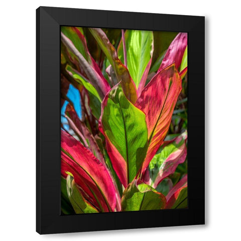 Cordyline fruticosa-Ti plant Black Modern Wood Framed Art Print by Engelbrecht, Lisa S.