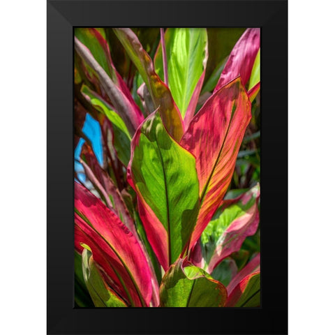 Cordyline fruticosa-Ti plant Black Modern Wood Framed Art Print by Engelbrecht, Lisa S.