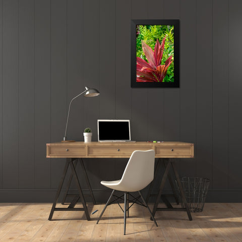 Cordyline fruticosa-Ti plant Black Modern Wood Framed Art Print by Engelbrecht, Lisa S.