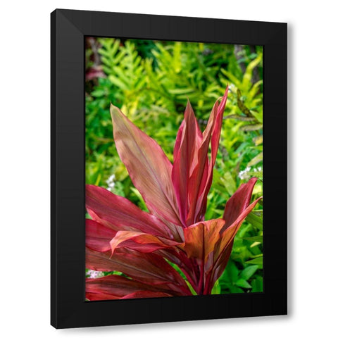 Cordyline fruticosa-Ti plant Black Modern Wood Framed Art Print by Engelbrecht, Lisa S.