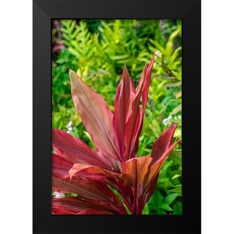 Cordyline fruticosa-Ti plant Black Modern Wood Framed Art Print by Engelbrecht, Lisa S.