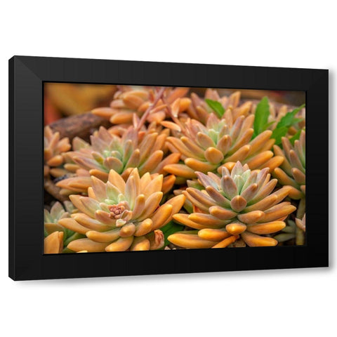 Crassulaceae-succulent Black Modern Wood Framed Art Print with Double Matting by Engelbrecht, Lisa S.