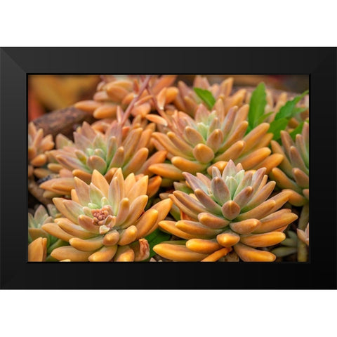Crassulaceae-succulent Black Modern Wood Framed Art Print by Engelbrecht, Lisa S.