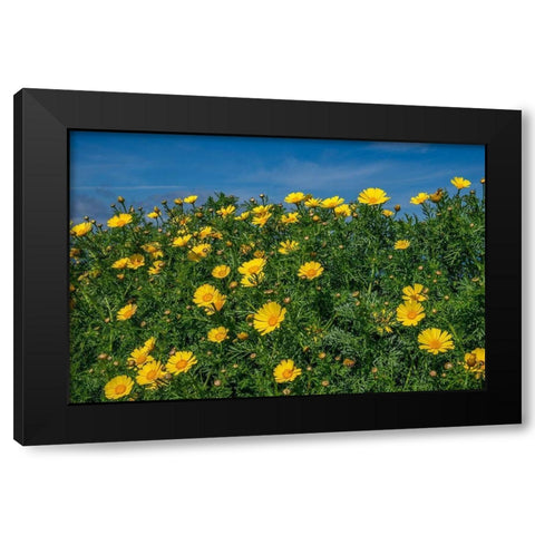 Crown daisy Black Modern Wood Framed Art Print by Engelbrecht, Lisa S.
