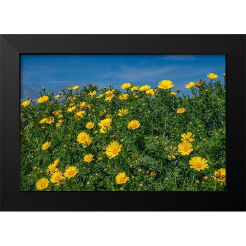 Crown daisy Black Modern Wood Framed Art Print by Engelbrecht, Lisa S.