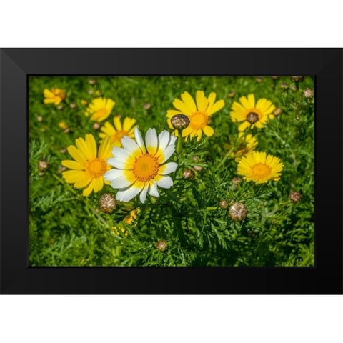 Crown daisy Black Modern Wood Framed Art Print by Engelbrecht, Lisa S.