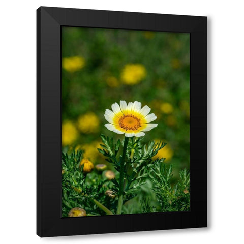 Crown daisy Black Modern Wood Framed Art Print with Double Matting by Engelbrecht, Lisa S.