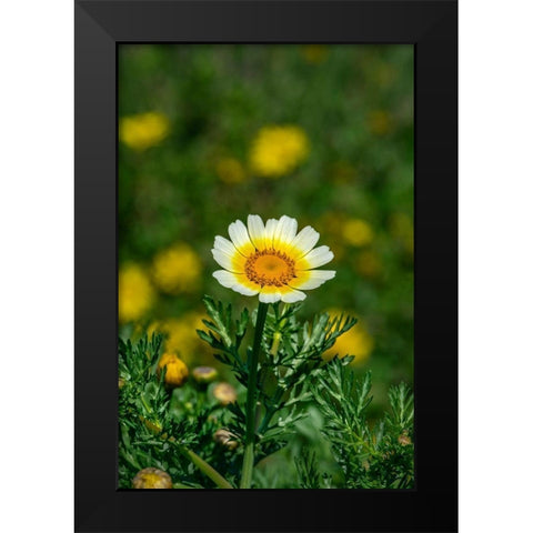 Crown daisy Black Modern Wood Framed Art Print by Engelbrecht, Lisa S.