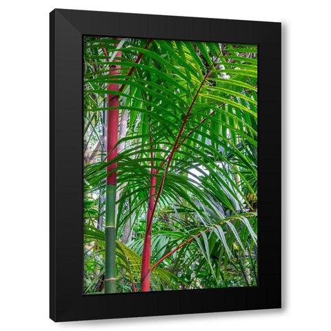 Cyrtostachys renda-palm tree Black Modern Wood Framed Art Print with Double Matting by Engelbrecht, Lisa S.