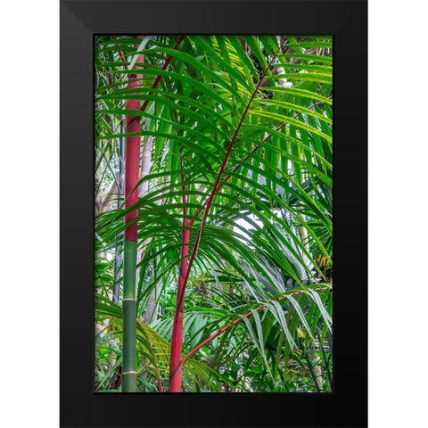 Cyrtostachys renda-palm tree Black Modern Wood Framed Art Print by Engelbrecht, Lisa S.