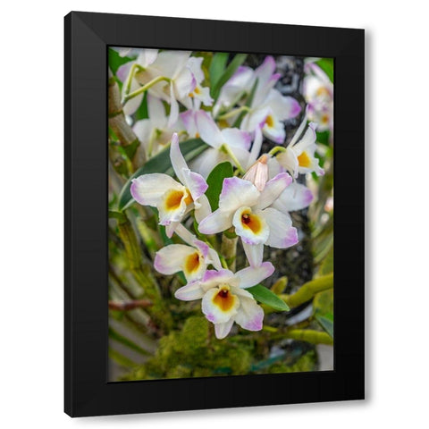 Dendrobium Orchid Black Modern Wood Framed Art Print by Engelbrecht, Lisa S.