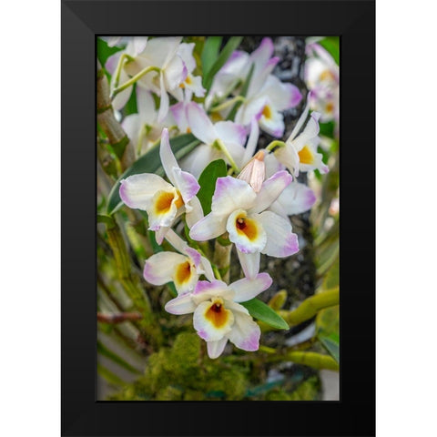 Dendrobium Orchid Black Modern Wood Framed Art Print by Engelbrecht, Lisa S.