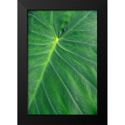 Detail of large tropical leaf Black Modern Wood Framed Art Print by Engelbrecht, Lisa S.