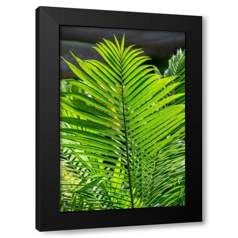 Detail of palm fronds Black Modern Wood Framed Art Print with Double Matting by Engelbrecht, Lisa S.