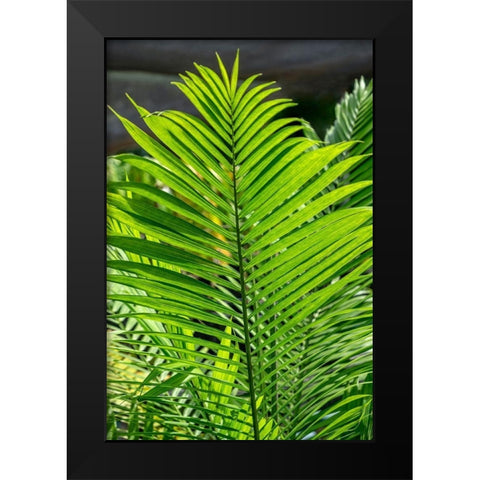 Detail of palm fronds Black Modern Wood Framed Art Print by Engelbrecht, Lisa S.