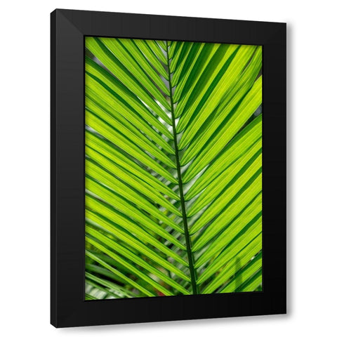 Detail of palm fronds Black Modern Wood Framed Art Print by Engelbrecht, Lisa S.