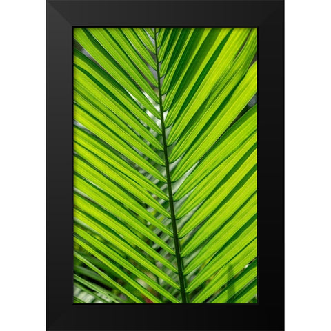 Detail of palm fronds Black Modern Wood Framed Art Print by Engelbrecht, Lisa S.